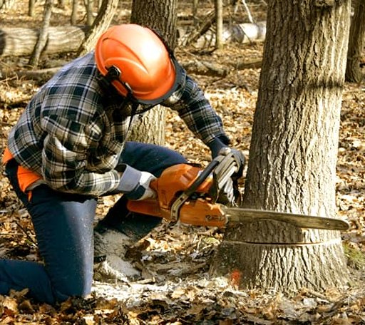 Tree Removal in Mount Olive, IL